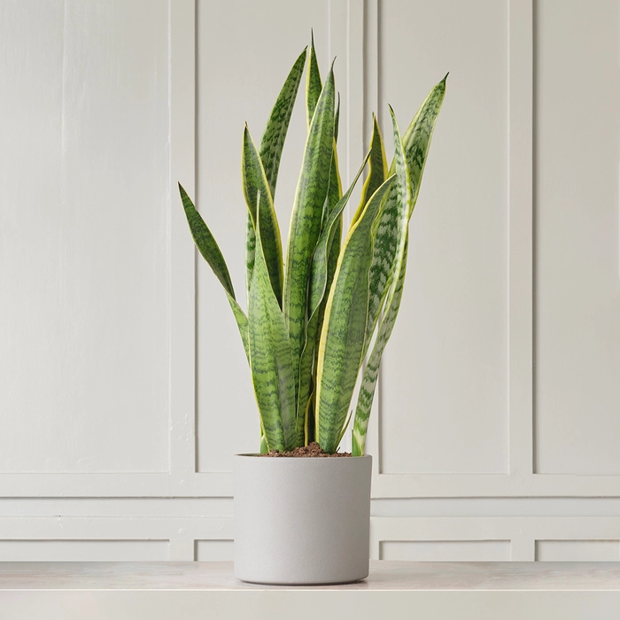 Ceremony Botanic Sansevieria