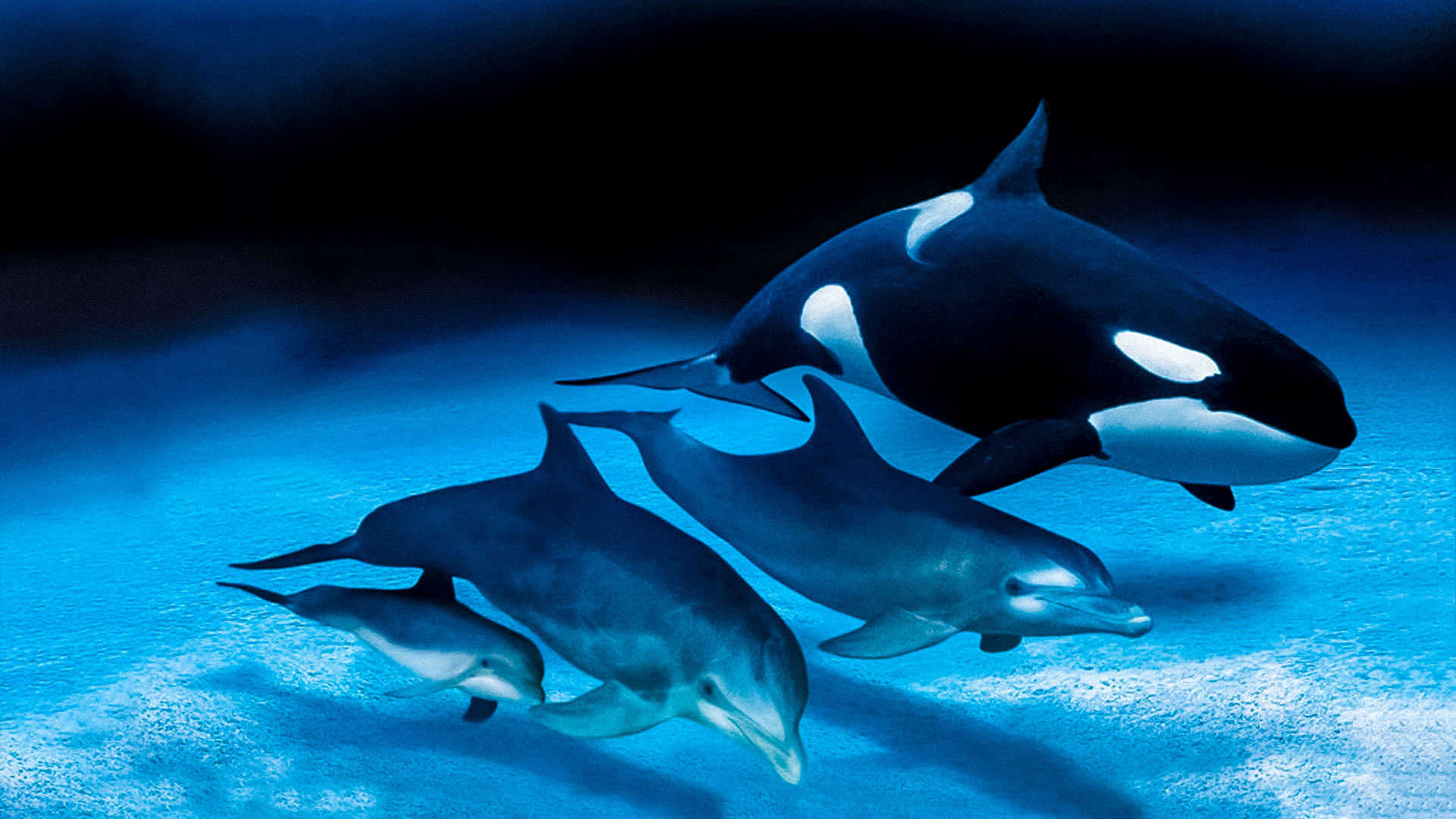 IMAX Dolphins and Whales: Tribes of the Ocean