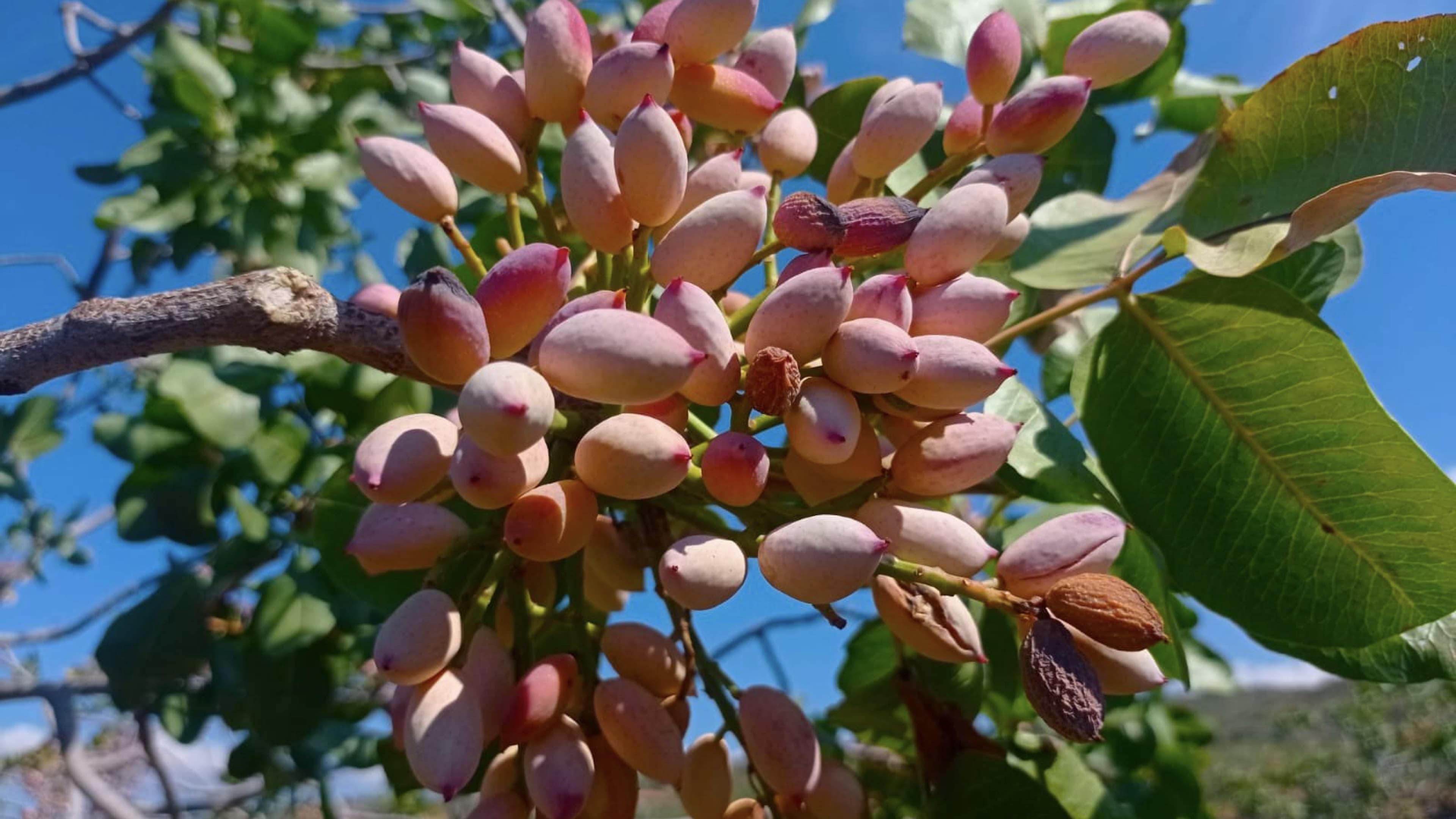 Raccolta del pistacchio di Bronte D.O.P.