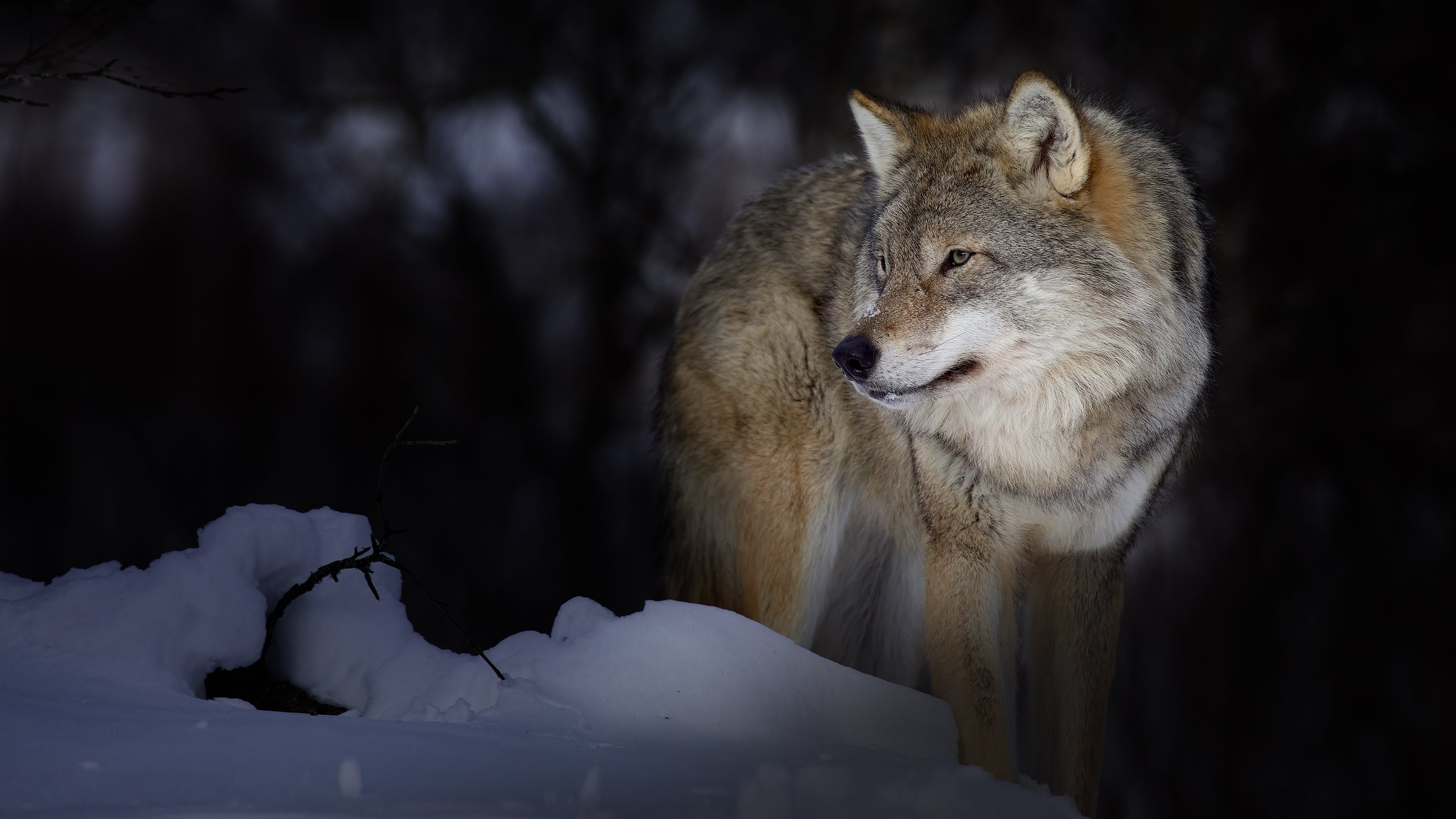 Wild Lapland