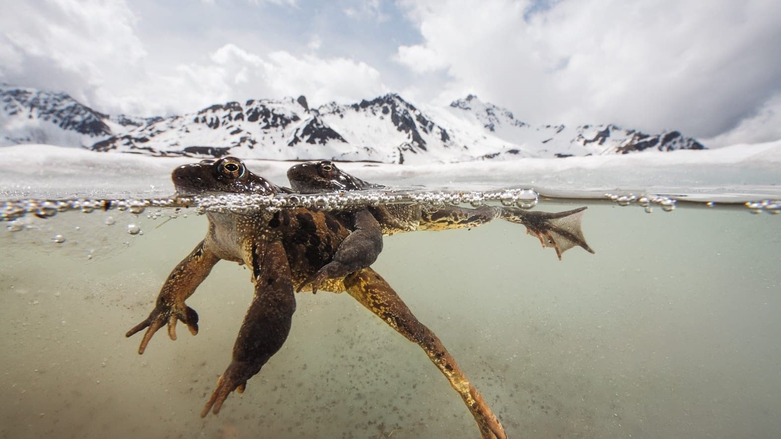 The Sanctuary：Survival Stories of the Alps