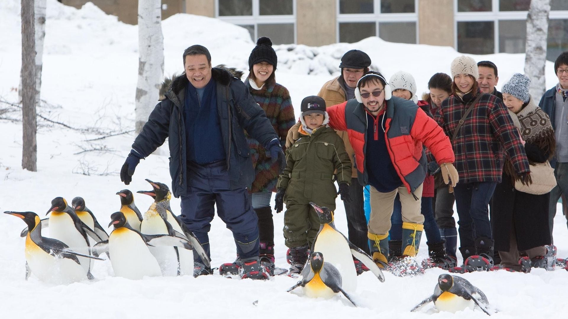 Asahiyama Zoo Story: Penguins in the Sky