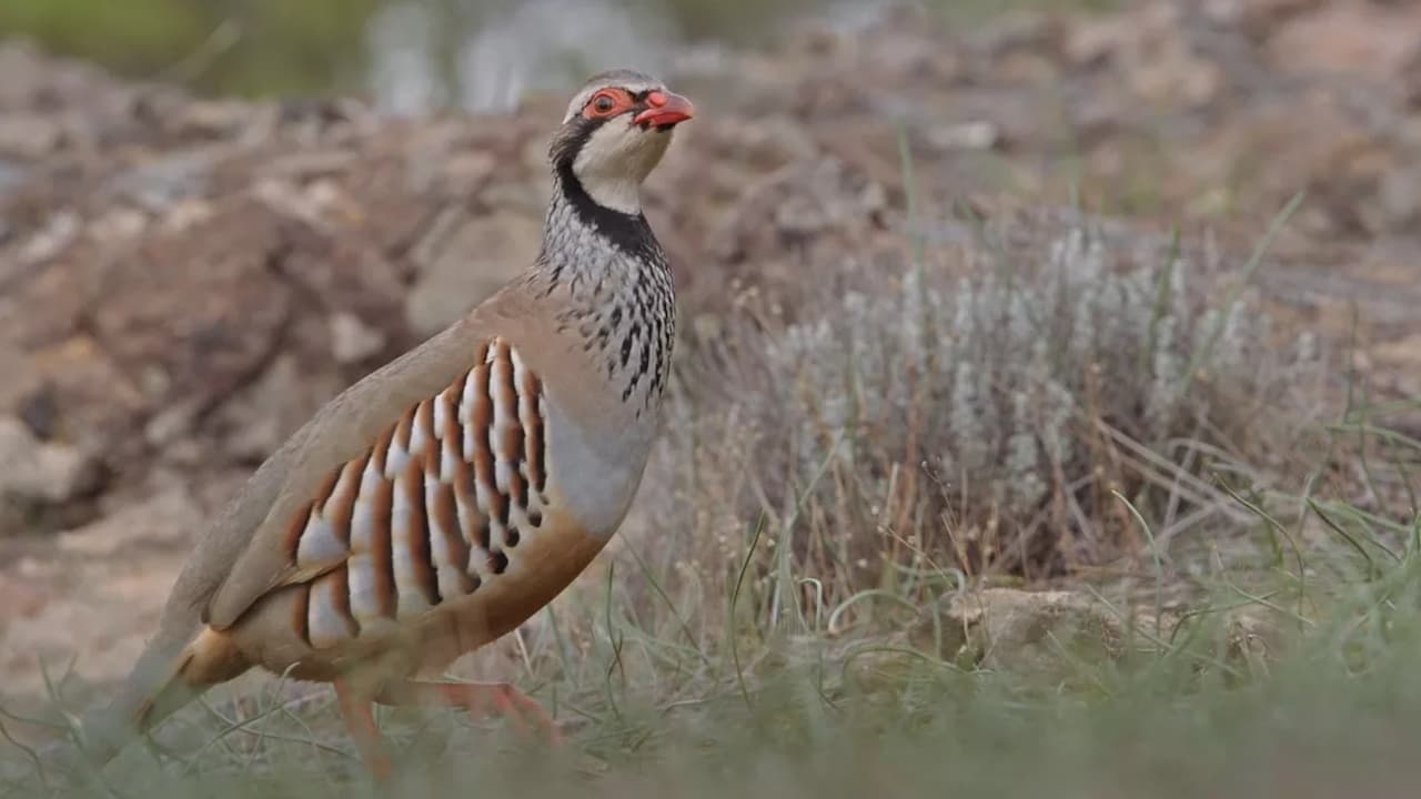 Prédateurs et proies - La faune de la péninsule Ibérique