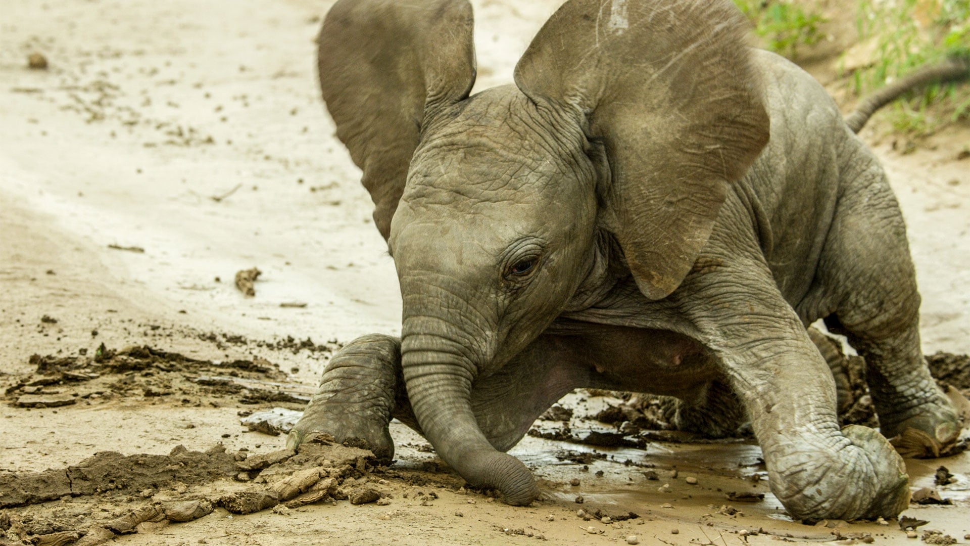 Animal Babies: First Year On Earth