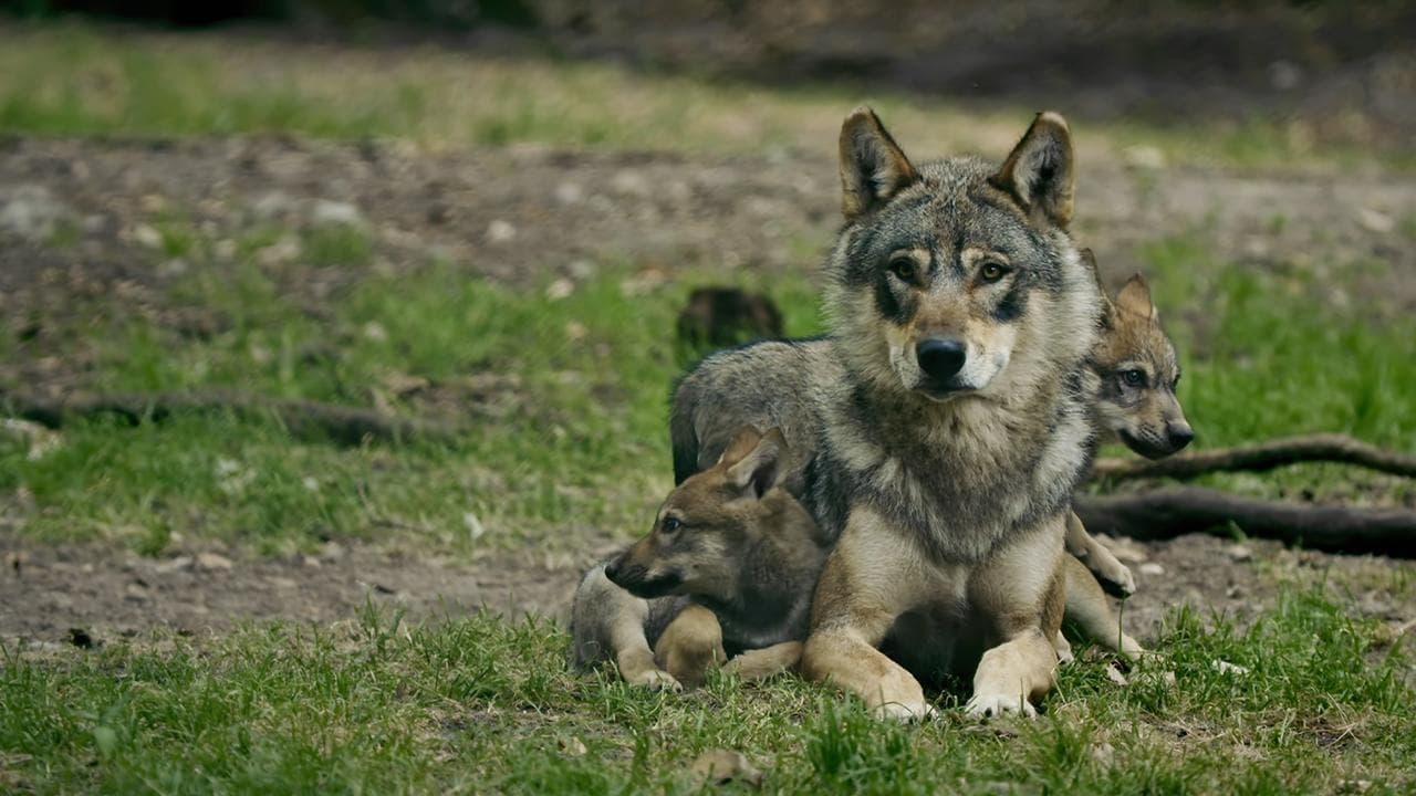 Les superpapas de la nature