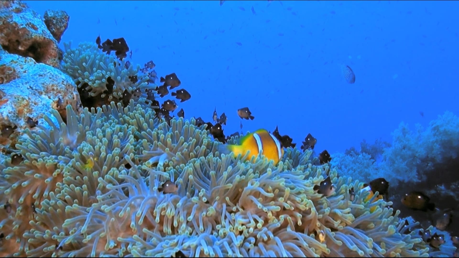 Fascination Coral Reef