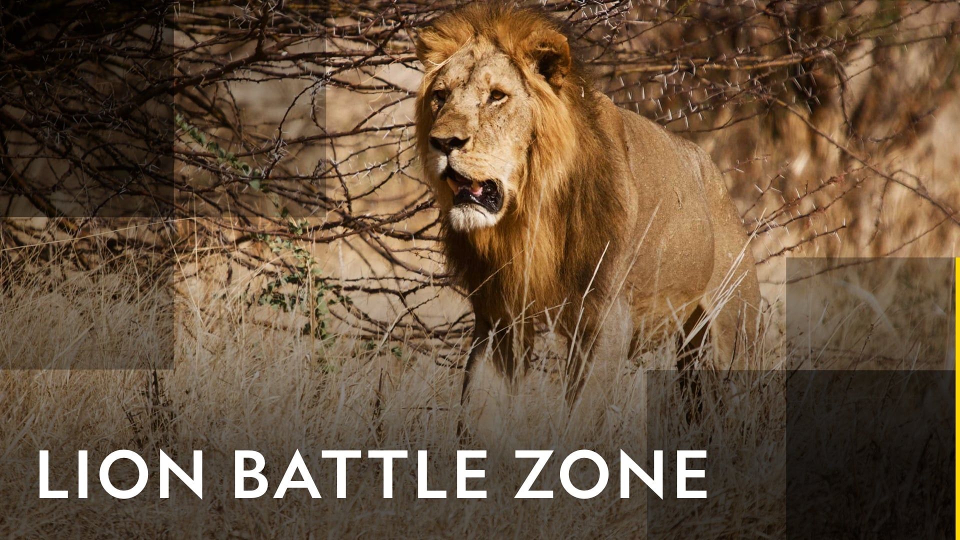 Lion Battle Zone