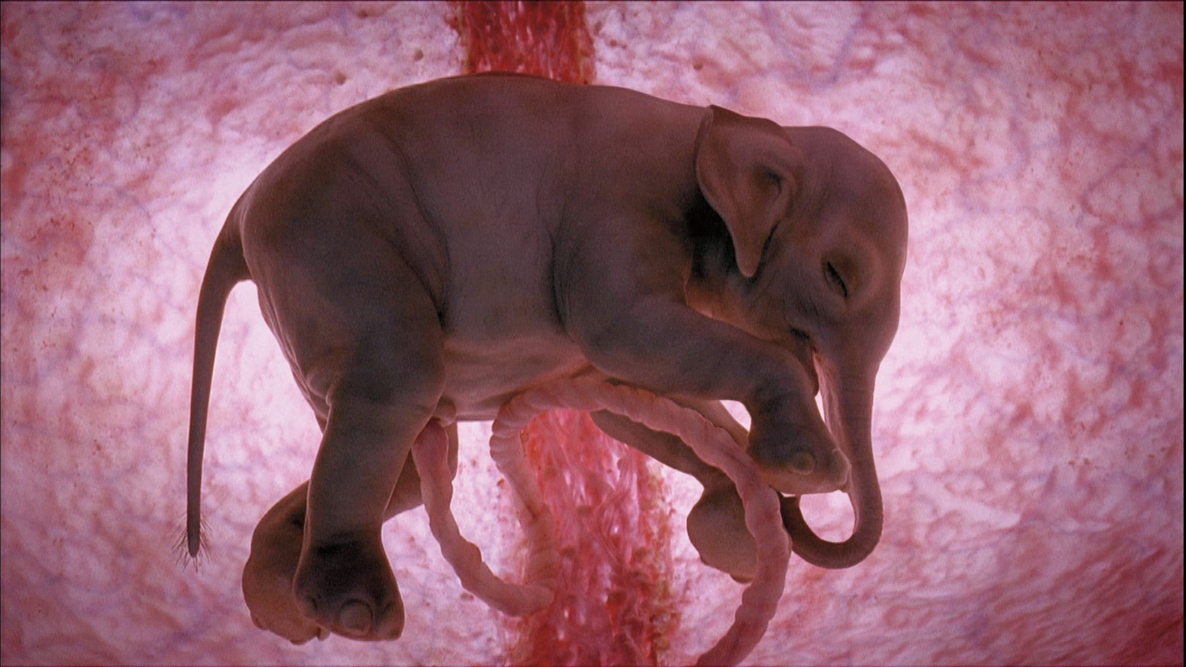 In The Womb: Animals