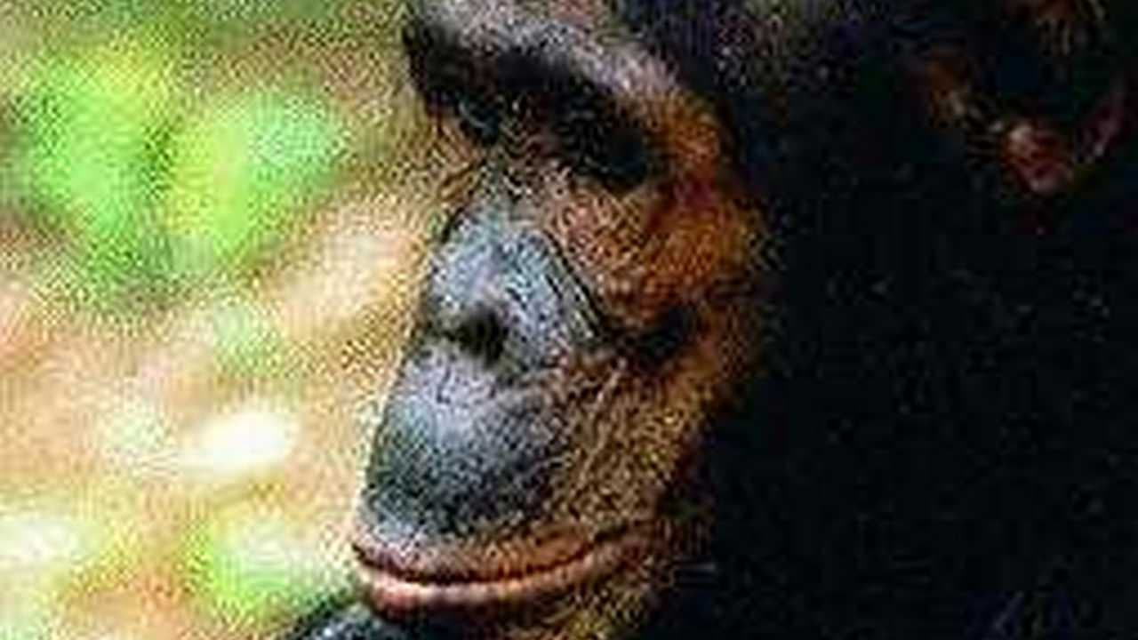 People of the Forest: The Chimps of Gombe