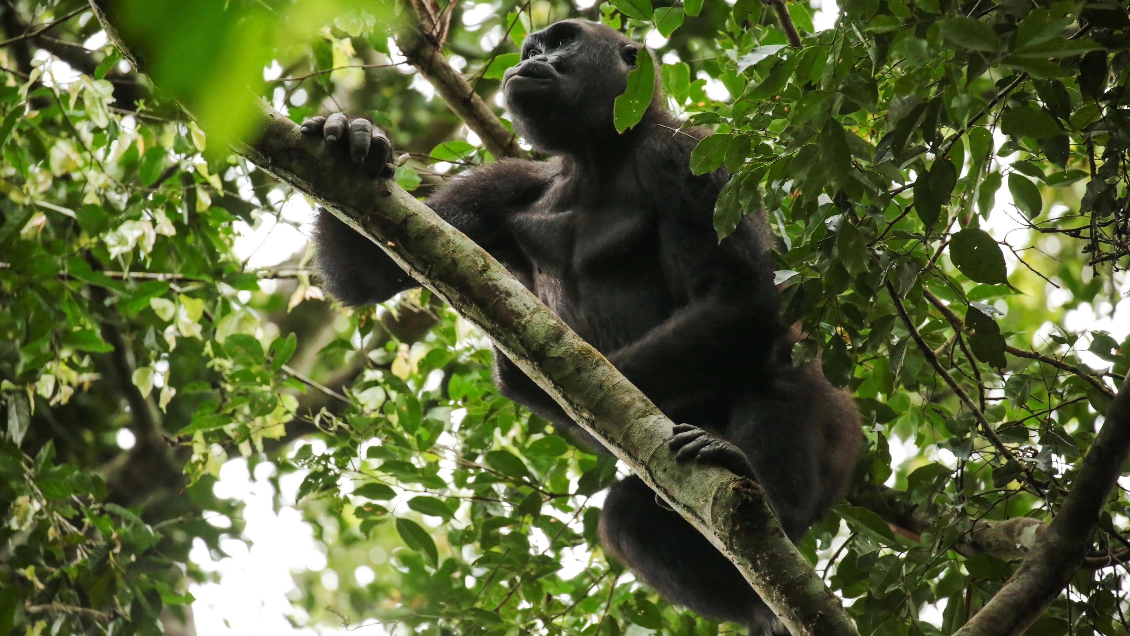 Gorillas of Gabon