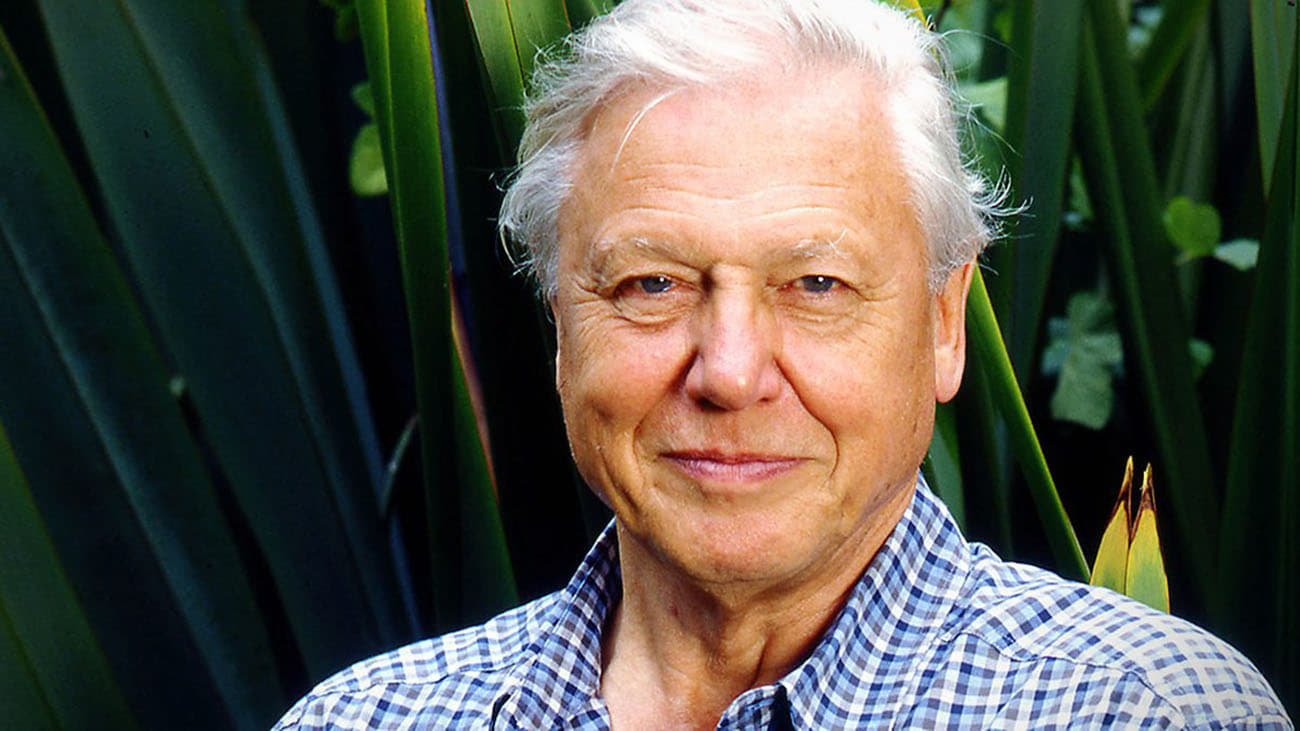 Gorillas Revisited with Sir David Attenborough