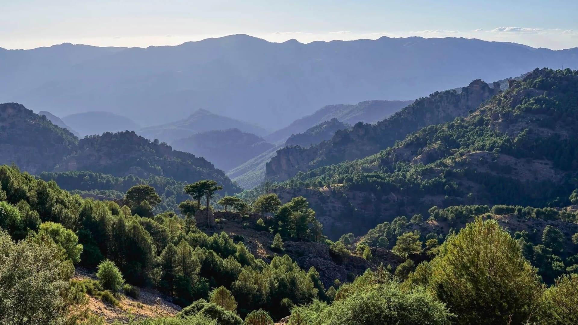 Les forêts des sommets