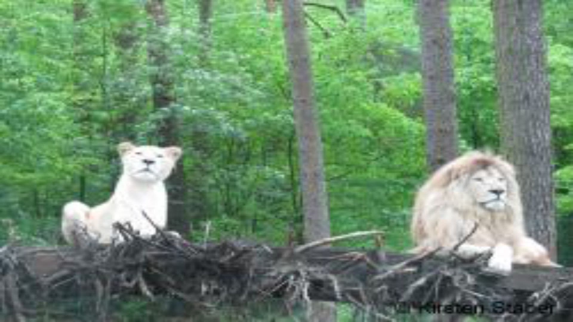 The White Lions of Timbavati