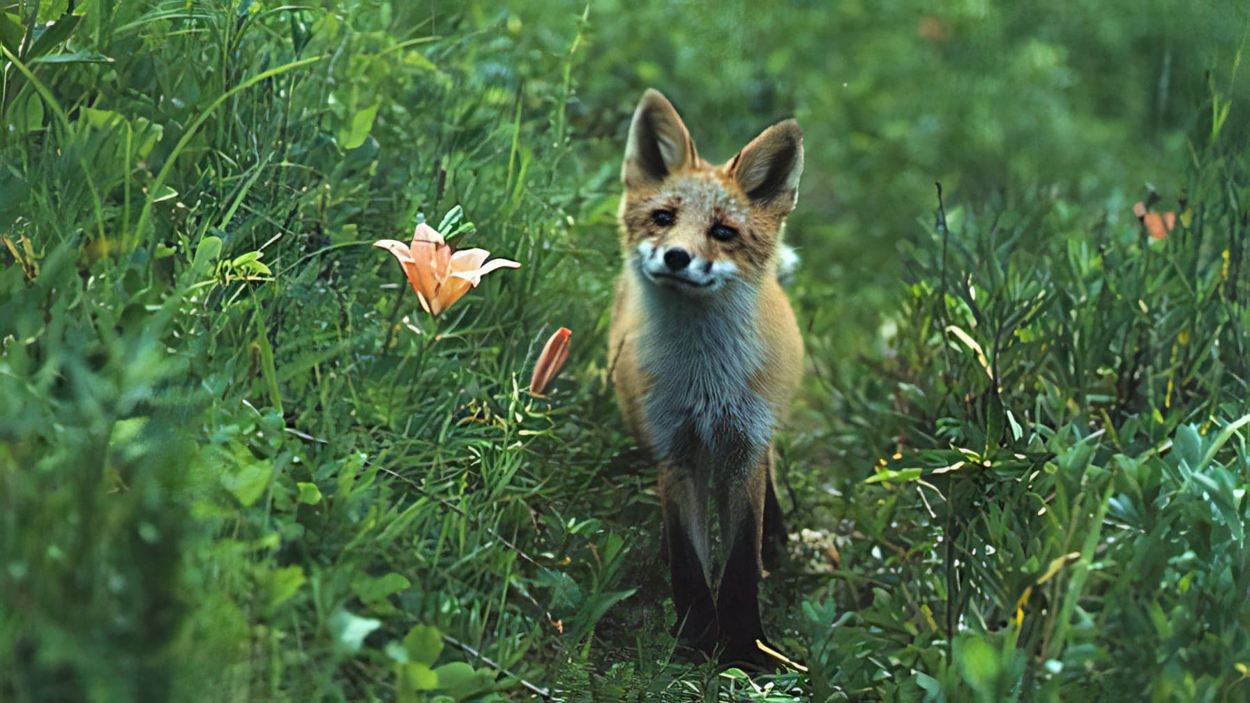 The Glacier Fox