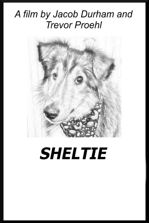 Sheltie