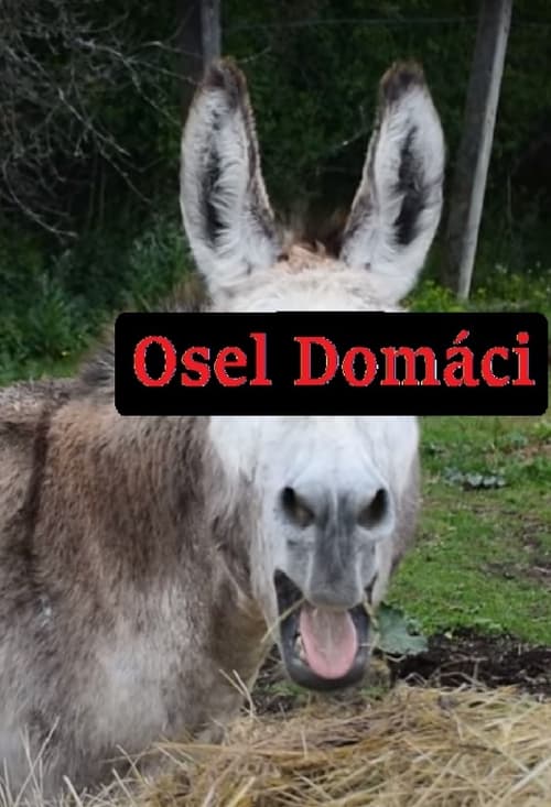 Osel domácí