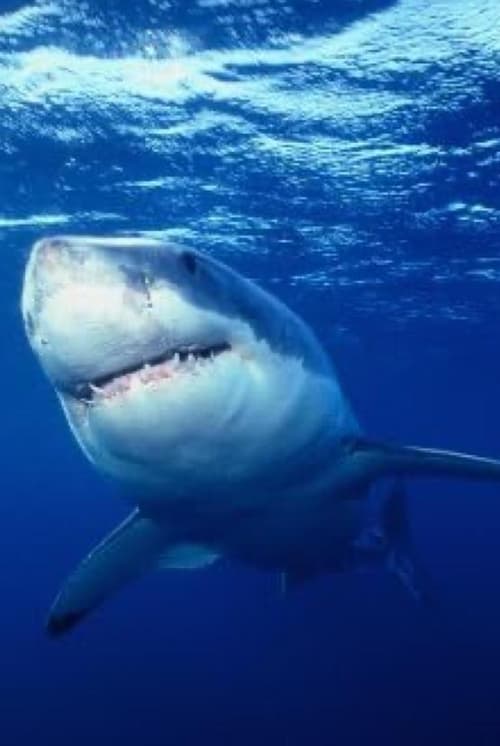 Great White Shark