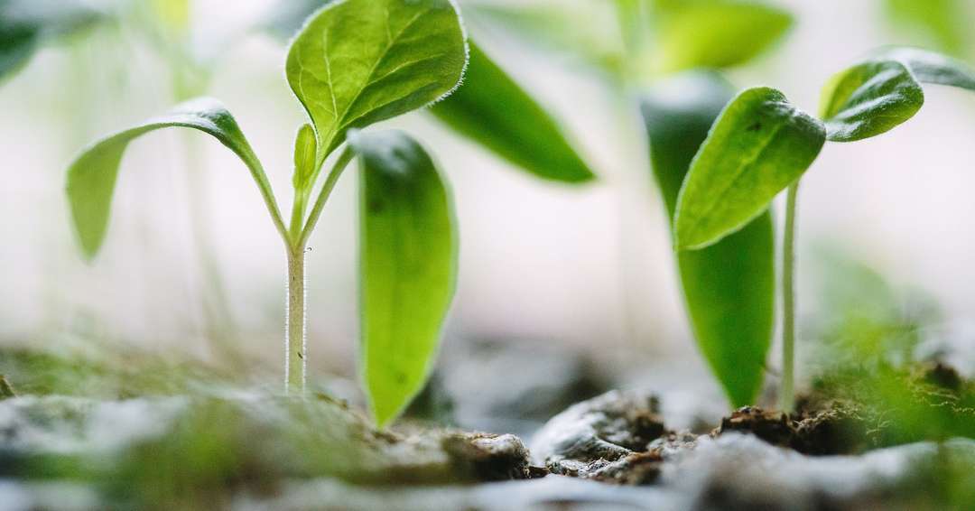 drones for agriculture | crop fertilization | drone technology