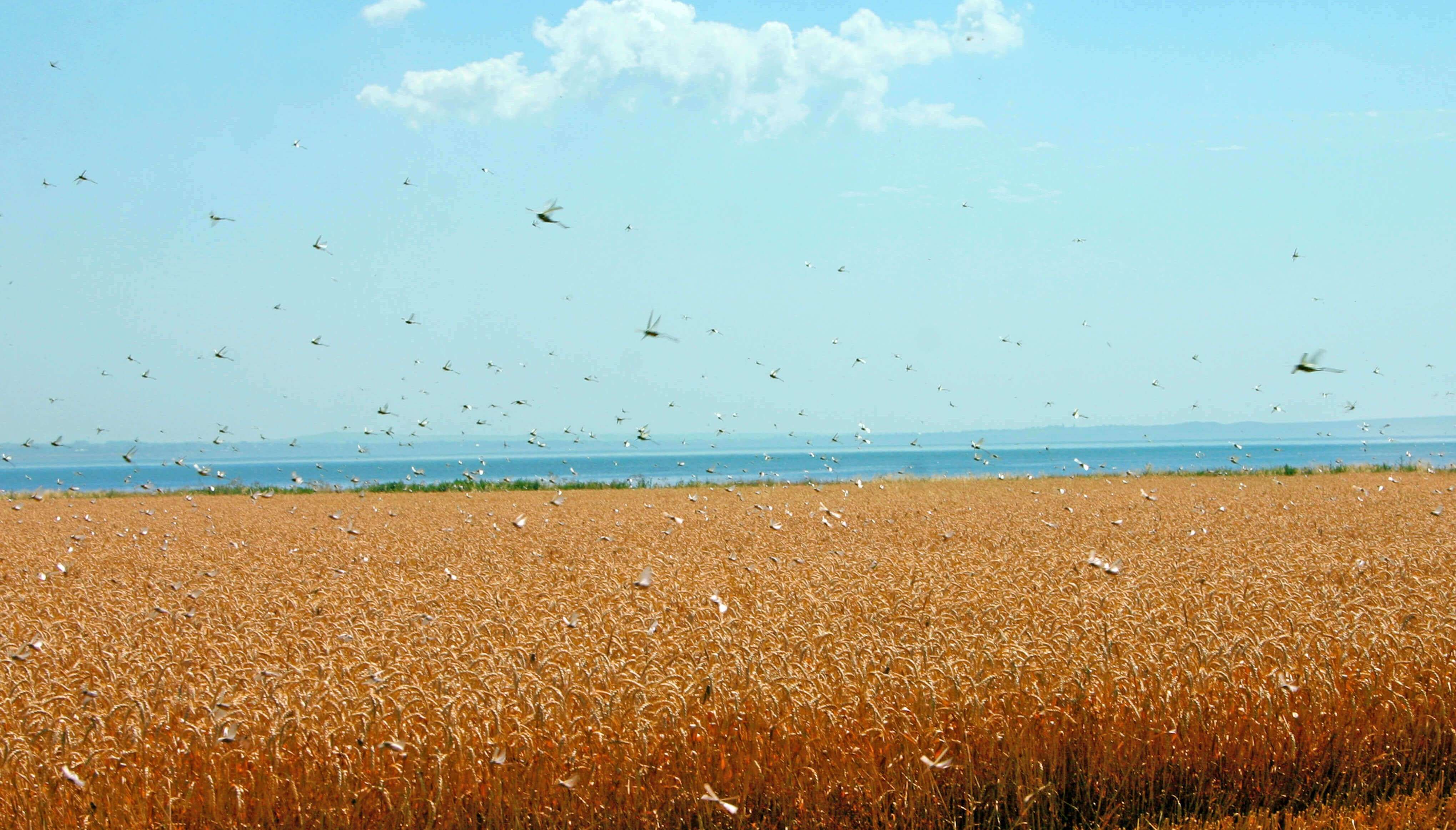 Locust swarm, drones