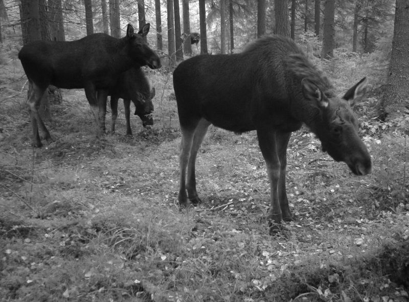 Hirvinaaras kasoisvasoineen jahtiaikaan