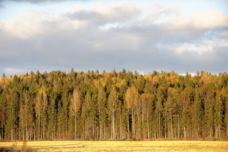 Syksyn väriloisto on tänä vuonna himmeä.