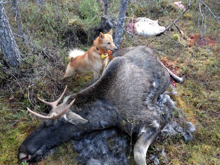 Lopussa kiitos seisoo ja viimeinen lupa on käytetty