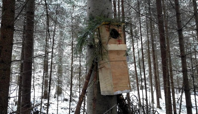 Ahnaan pedon surma vaanii metsän kätköissä