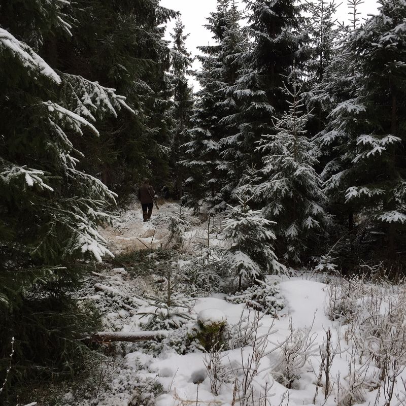 Kettu laukkoo pitkin kyliä - Metsänneito - Naisellisia huomioita