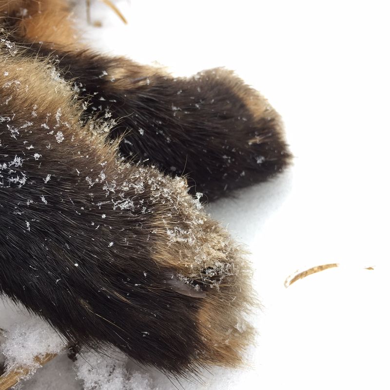 Kettu laukkoo pitkin kyliä - Metsänneito - Naisellisia huomioita