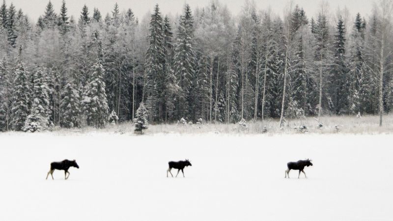 Suomessa metsästeään nykyisin noin 50 000 hirveä vuodessa. Kuva: Reijo Orava 