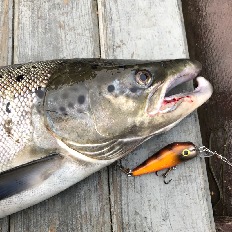 2,8kg lohi ja ottipelinä toiminut Joonas-vaappu