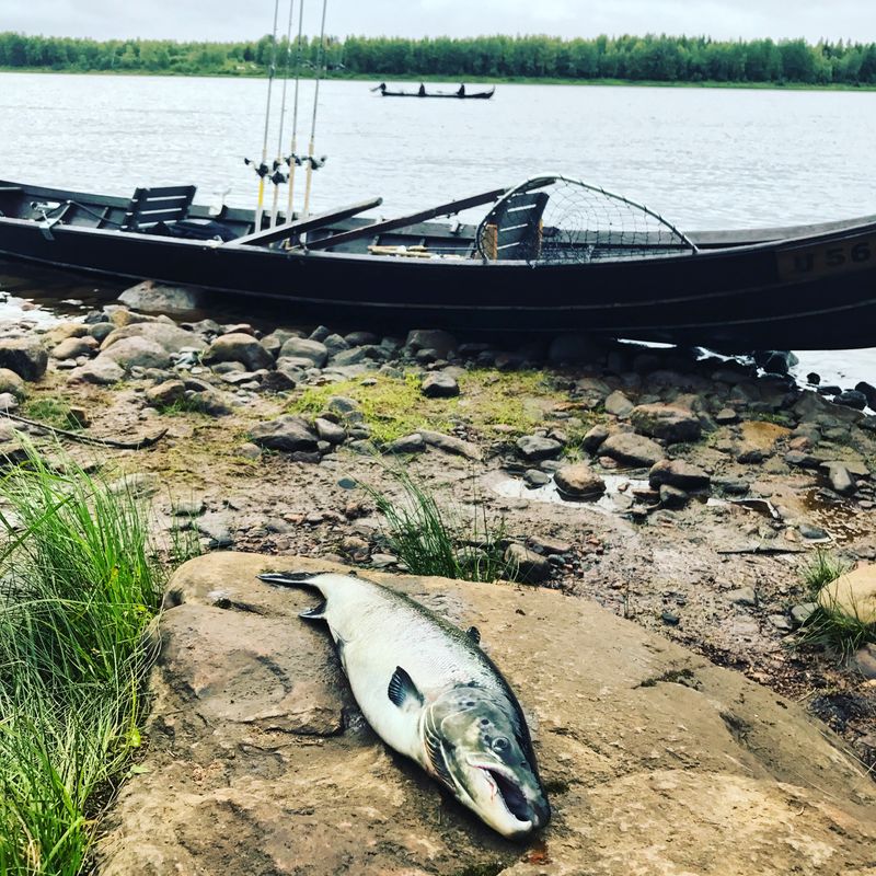 Tornionjoen parasta ja vielä kirkkaana elokuussa!