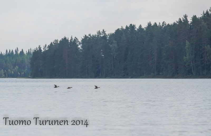 Ja näkyyhän noita lennossakin... Canon 5D Mark III, Sigma 70-200 2.8, f4.5, 1/3200, ISO640, 200mm