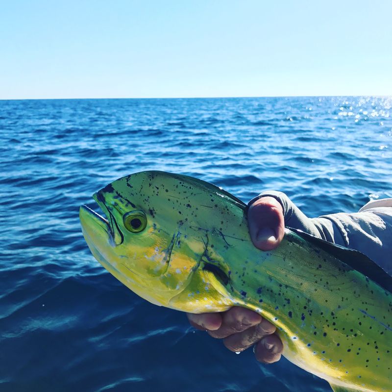 Päivän kohdelaji mahi-mahi (josta käytetään myös nimeä dolphin). Tämä kala jatkoi matkaa poseerauksen jälkeen.