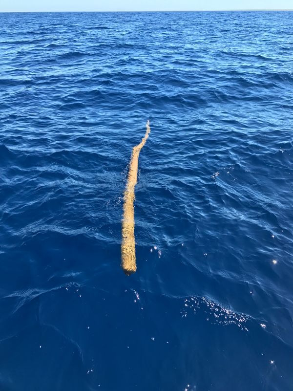 Päivän kovin yksittäinen kalapaikka. Täysin "random" ajotukki, jota seurasi iso parvi pieniä "syöttikaloja". Isot dolphinit jahtasivat näitä kaloja ja syönti oli erittäin agressiivista. 