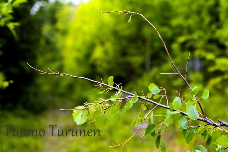 Karhujen seuraaminen jatkuu läpi kesän. Kuvassa karhu taittanut kesäkuussa haavan ajouralle. Canon 550D, Sigma 70-200 2.8, f3.2, 1/500, ISO400, 76mm