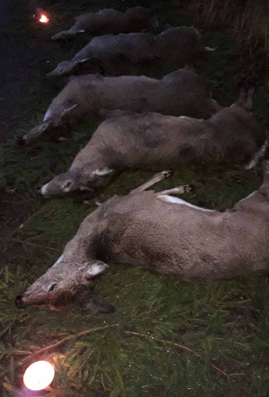 Lounaisessa Suomessa  on käynnissä kaikkien aikojen mittavin peurajahti. Joulun tienoon vapaapäivät ovat arvokkaita metsästystavoitteiden saavuttamiseksi