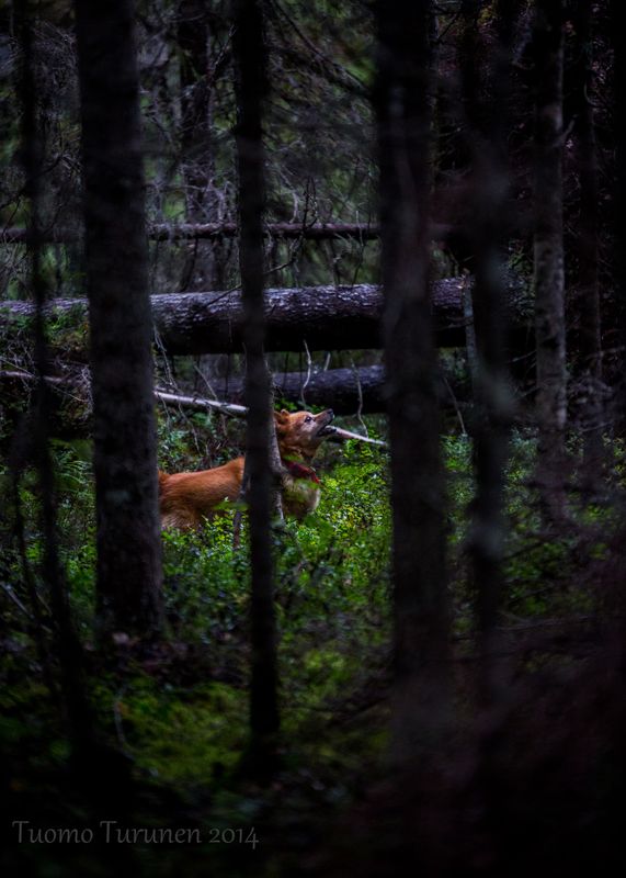 Eläkeukoksikin mainittu herra jaksaa vielä haukkua.