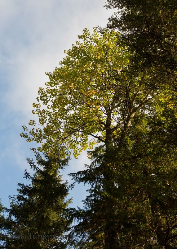 Ja metsän siimeksessä tällaisten haapojen ohi ei kannata kulkea käymättä alla...