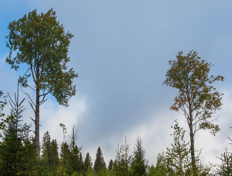 Vastaavanlaiset haavat kannattaa tähystellä aamulla kiikarin läpi...