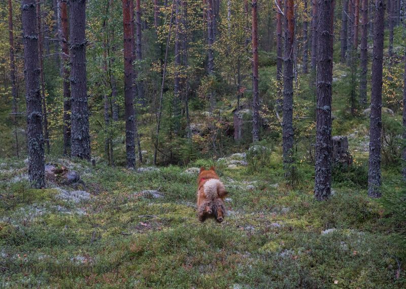 Ruska ryntää karkkoavan koppelon perään aloitusaamuna.