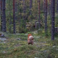 Ohilaukauksia ja onnistumisia