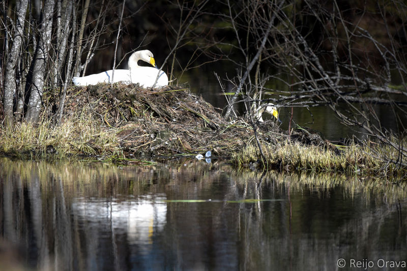 Laulujoutsen on ihmisen asenteen muutosta peilaava symboolilaji. Saaliistuspaine menneinä vuosiatoin teki siitä aran suurten aapojen pesijän. Viimeisen puolen vuosisadan aikan, kun vaino on loppunut, siitä on tullut yleinen pesimälintu koko maahan. Kuvassa joutsenpari pesällää loppilaisella savenottokuopalla. 