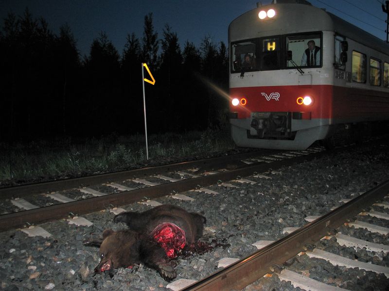 Suurpedot tekevät tuloaan myös Ruuhka-Suomeen. Usein niiden olemassaoloa ei edes havaita ennenkuin tapahtuu jotain ikävää. Tässä vaeltelevan nuoren karhun kohtalo Uudenmaan ja Hämeen rajoilla runsaan kymmenen vuoden takaa.