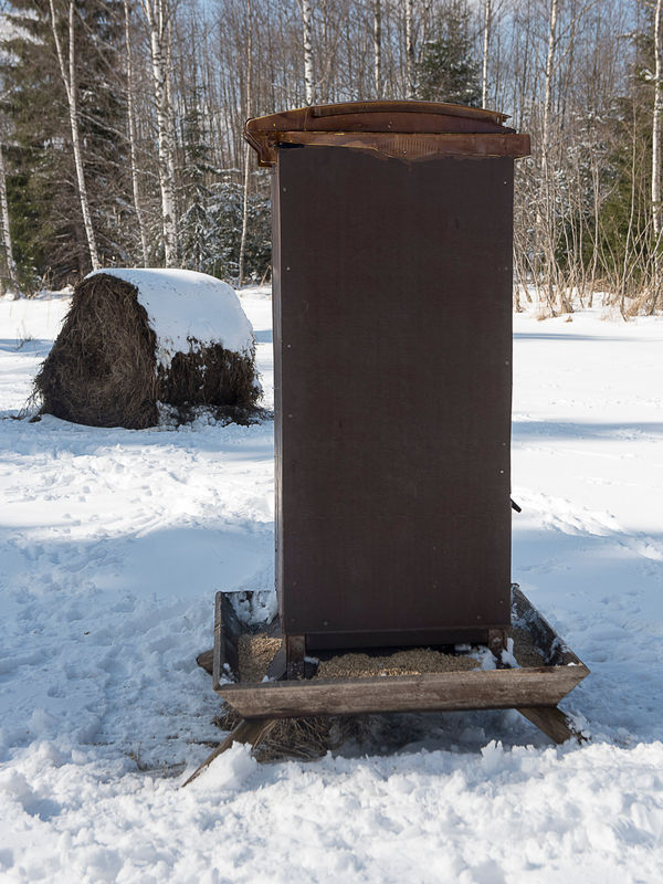 Viljaruokinta on hyvä houkuttelutekijä, mutta vilja on tarpeettoman energiapitoista ainoaksi rehuksi.  