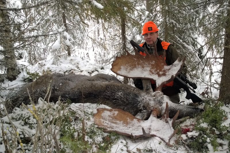 Pohjoisen metsät tuottavat myös suuri sarvia. Kuvassa Kuusamosta syksysllä 2017 kaadettu ennätyshirvi.