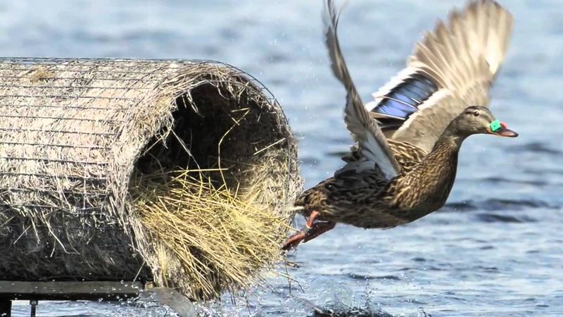 www.deltawaterfowl.org