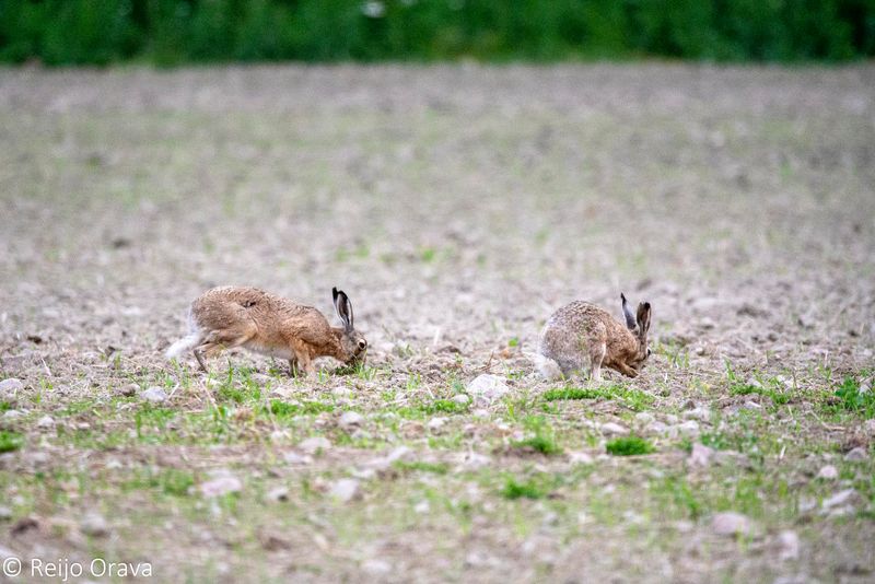 Olin pysähtynyt kuvaamaan kesantopellolla ruokailevaa rusakkoparia, kun...