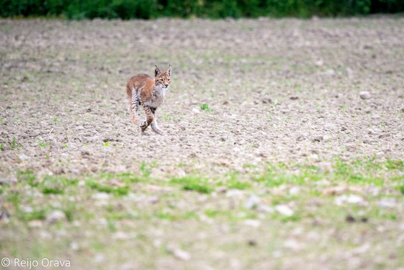 Muutamien maatalana hiivittyjen askelten jälkeen, ilves hyökkäsi täyteen vauhtiin.