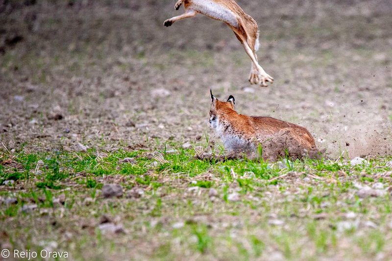 ... ja kissan  hämmästys oli suuri, kun varma saalis lähtikin lentoon. Myös minä putosin hetkeksi kärryltä 600 millisen putkeni kanssa.